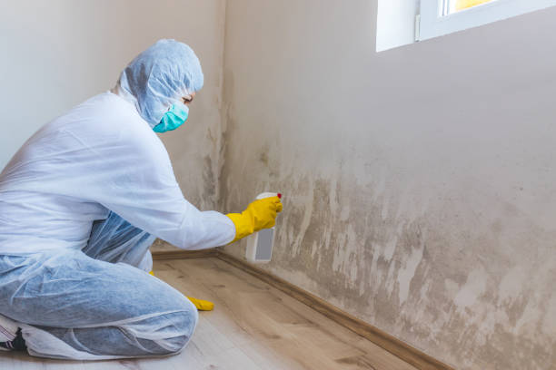 Licensed Black Mold Removal service in Middletown, NY - WQB Mold Removal