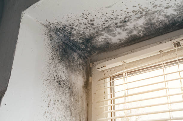 Affordable Black Mold Removal solutions in Middletown, NY